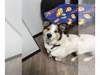Huskies Mix DOG FOR ADOPTION RGADN-1362403 - Tail Heart - Husky / Mixed (medium