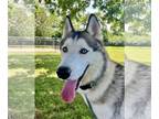 Huskies Mix DOG FOR ADOPTION RGADN-1362472 - Cruiser - Husky / Mixed (long coat)