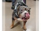 Staffordshire Bull Terrier Mix DOG FOR ADOPTION RGADN-1362813 - Georgette -