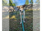 Huskies Mix DOG FOR ADOPTION RGADN-1368498 - CARAMEL CRUNCH - Husky / Mixed