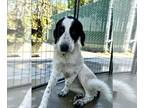 Great Pyrenees Mix DOG FOR ADOPTION RGADN-1374200 - JOAN - Great Pyrenees /