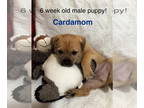 Shih Tzu Mix DOG FOR ADOPTION RGADN-1374755 - Cardamom - So Cute!