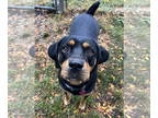 Rottweiler Mix DOG FOR ADOPTION RGADN-1375072 - Vixen - Rottweiler / Hound /
