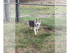 Collie-Huskies Mix DOG FOR ADOPTION RGADN-1377366 - Maple - Collie / Husky /