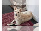 Great Pyrenees DOG FOR ADOPTION RGADN-1378135 - Nova (Courtesy post) - Great