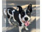 Border Collie Mix DOG FOR ADOPTION RGADN-1378561 - Paulmer - Border Collie /