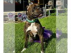 Boxer Mix DOG FOR ADOPTION RGADN-1378562 - Hollyhocks - Boxer / Mixed (short