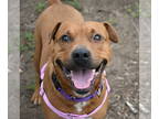 Rottweiler-American Pit Bull Terrier DOG FOR ADOPTION RGADN-1378564 - Karmen -