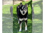 Huskies -Shiba Inu Mix DOG FOR ADOPTION RGADN-1378568 - Clover - Husky / Shiba