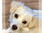 Doxle DOG FOR ADOPTION RGADN-1378573 - Biscuit - Dachshund / Beagle / Mixed
