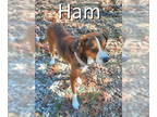 Beagle Mix DOG FOR ADOPTION RGADN-1378574 - Ham - Terrier / Beagle / Mixed