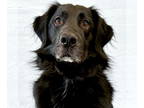 Border Collie Mix DOG FOR ADOPTION RGADN-1378577 - Charlie - Name Your Own