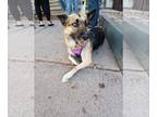 German Shepherd Dog Mix DOG FOR ADOPTION RGADN-1378578 - Venita - German