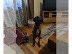 Plott Hound Mix DOG FOR ADOPTION RGADN-1378589 - Daryl - Plott Hound / Mixed