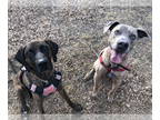 Weimaraner Mix DOG FOR ADOPTION RGADN-1378590 - Jessie - Weimaraner / Mixed