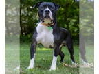 Bullypit DOG FOR ADOPTION RGADN-1378591 - Eddie *Loves other dogs!!!* - Pit Bull