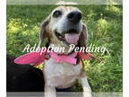 Beagle DOG FOR ADOPTION RGADN-1378593 - Butterfly - Beagle Dog For Adoption