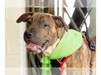 Chinese Shar-Pei Mix DOG FOR ADOPTION RGADN-1378597 - Oliver - Louisiana Litter