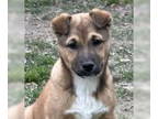 Chinese Shar-Pei Mix DOG FOR ADOPTION RGADN-1378601 - Clara -Lower Fee