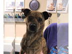 Catahoula Leopard Dog Mix DOG FOR ADOPTION RGADN-1378608 - Tyson - Catahoula