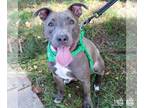 Greyhound-Labrador Retriever Mix DOG FOR ADOPTION RGADN-1378611 - Evie -