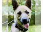 Huskies Mix DOG FOR ADOPTION RGADN-1378613 - Carly - Shepherd / Husky / Mixed