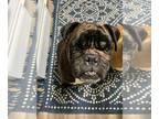 Boxer DOG FOR ADOPTION RGADN-1378616 - Zeyah - Boxer (short coat) Dog For