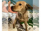Beagle Mix DOG FOR ADOPTION RGADN-1378617 - Millie: Not At shelter (Kendra) -