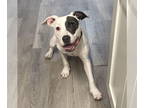 American Pit Bull Terrier Mix DOG FOR ADOPTION RGADN-1378622 - Gerbil - Pit Bull