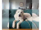 Great Pyrenees DOG FOR ADOPTION RGADN-1378639 - Atlas - Great Pyrenees Dog For
