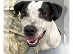 American Pit Bull Terrier Mix DOG FOR ADOPTION RGADN-1378655 - Sammy - Name Your
