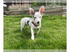 Australian Shepherd-Pembroke Welsh Corgi Mix DOG FOR ADOPTION RGADN-1378659 -