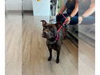 American Pit Bull Terrier Mix DOG FOR ADOPTION RGADN-1378660 - Dolly - American