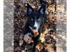 German Shepherd Dog Mix DOG FOR ADOPTION RGADN-1378667 - Jedda - German Shepherd