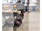 Boxer Mix DOG FOR ADOPTION RGADN-1378669 - Luna Marie - Boxer / Terrier / Mixed