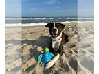 Boxer Mix DOG FOR ADOPTION RGADN-1378673 - Bruno NJ - Boxer / Mixed (short coat)