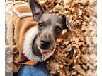 Cairn Terrier Mix DOG FOR ADOPTION RGADN-1378678 - Susanna -