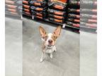Boston Terrier Mix DOG FOR ADOPTION RGADN-1378694 - Century - Boston Terrier /
