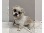 Shih Tzu DOG FOR ADOPTION RGADN-1378701 - Gwenyth - Shih Tzu (medium coat) Dog