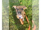 Staffordshire Bull Terrier Mix DOG FOR ADOPTION RGADN-1378705 - Birch -