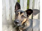 Norwegian Elkhound Mix DOG FOR ADOPTION RGADN-1378711 - Basie - Terrier /