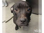 Labrador Retriever DOG FOR ADOPTION RGADN-1378715 - Stella - Labrador Retriever