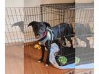 Borador DOG FOR ADOPTION RGADN-1378716 - Buck - Labrador Retriever / Border