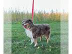 Australian Shepherd DOG FOR ADOPTION RGADN-1378718 - Jazzy - Australian Shepherd