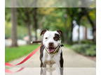 American Pit Bull Terrier Mix DOG FOR ADOPTION RGADN-1378745 - Quinn - American