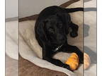 Great Dane-Labrador Retriever Mix DOG FOR ADOPTION RGADN-1378756 - Ace -