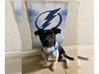 Dachshund-Jack Russell Terrier Mix DOG FOR ADOPTION RGADN-1378757 - Champ - Jack