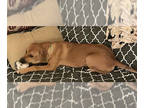 Golden Retriever Mix DOG FOR ADOPTION RGADN-1378762 - Neveya - Yellow Labrador