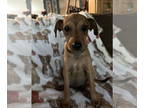 Dachshund Mix DOG FOR ADOPTION RGADN-1378766 - Trick - Dachshund / Mixed (short