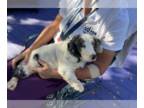 Dachshund DOG FOR ADOPTION RGADN-1378767 - Billie Clyde - Dachshund (long coat)
